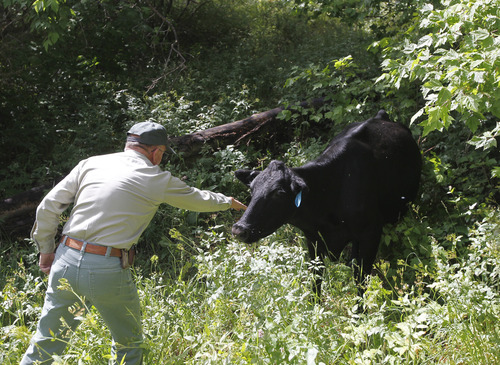 Al Hartmann  |  The Salt Lake Tribune
Retired school teacher Paul Dart has been with the U.S. Forest Service for 52 years now, his current assignment being the agency's eyes and ears in the Stansbury Mountains west of Grantsville.  He stops to check the ear tag and brand of a cow that has gotten into the thick vegetation in a stream bed in the Stansbury Mountains.  He knew the brand and cattle and made a quick phone call to have the rancher move the cow to higher ground on the mountain where it belongs.