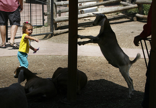 Scott Sommerdorf   |  The Salt Lake Tribune
A young visitor takes note of a young Nubian goat at This Is the Place Heritage Park, Thursday, July 25, 2013. The park says it has improved animal care after being cited recently with violations of the federal Animal Welfare Act by the USDA.