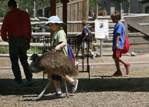 Scott Sommerdorf   |  The Salt Lake Tribune
Visitors pet an emu at This Is the Place Heritage Park, Thursday, July 25, 2013. The park says it has improved animal care after being cited recently with violations of the federal Animal Welfare Act by the USDA.