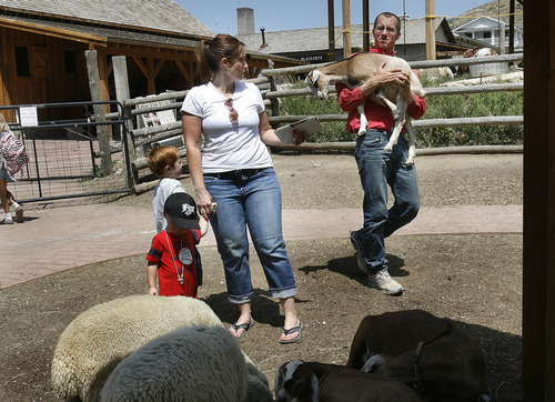 Scott Sommerdorf   |  The Salt Lake Tribune
This Is the Place staff take care of the park's goats, Thursday, July 25, 2013. The park says it has improved animal care after being cited recently with violations of the federal Animal Welfare Act by the USDA.