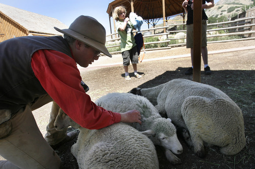 Scott Sommerdorf   |  The Salt Lake Tribune
Alex Stromberg looks after sheep at This Is the Place Heritage Park, Thursday, July 25, 2013. The park says it has improved animal care after being cited recently with violations of the federal Animal Welfare Act by the USDA.