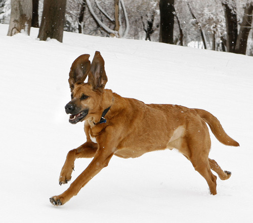 JJ, the Salt Lake City police bloodhound, runs in the fresh snow while meeting with the press to dscuss his condition during his recovery from cancer. JJ is owned and handled by Salt Lake City K-9 officer Mike Serio. Steve Griffin/The Salt Lake Tribune
