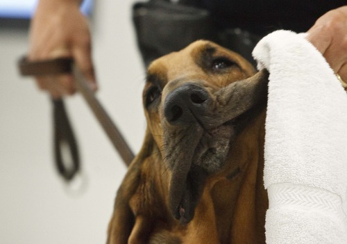 Leah Hogsten  |  The Salt Lake Tribune
A towel is never far from Mike Serio's grasp as he wipes the drool from Junior's jowls. Salt Lake Police K-9 handler Serio and his 4-year-old Bloodhound "Junior" educate visitors at the new Public Safety Building on the job descriptions of the seven dogs the police department uses Friday, July 26, 2013. "Bloodhound in Blue: The True Tales of Police Dog JJ and His Two-Legged Partner" by author Adam David Russ chronicles the adventures of Salt Lake Police K-9 handler Mike Serio and his former police bloodhound JJ, who helped catch 271 criminals in his career, even as he battled cancer.