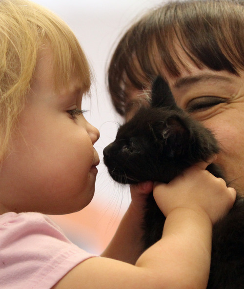 Rick Egan  | The Salt Lake Tribune 

Alyssa Hansen, 4, kisses a kitten while visiting Kitty City at the Utah Humane Society with her mother, Lora Hansen, Monday, July 29, 2013. The Humane Society of Utah has reduced the adoption fee for kittens and cats through August to deal with a large influx of adoptable animals.