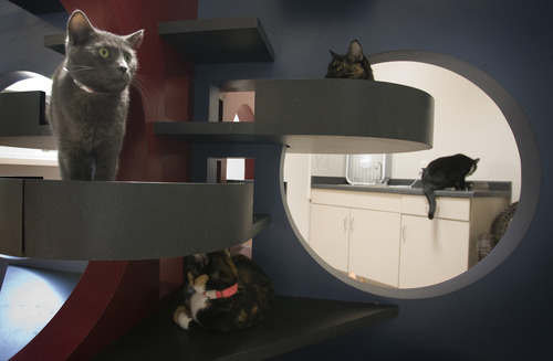 Rick Egan  | The Salt Lake Tribune 

Cats lounge around their kitty condo in Kitty City at the Utah Humane Society, Monday, July 29, 2013. The Humane Society of Utah has reduced the adoption fee for kittens and cats through August to deal with a large influx of adoptable animals.