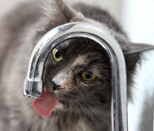 Rick Egan  | The Salt Lake Tribune 

A cat takes a drink out of a tap at the Utah Humane Society, Monday, July 29, 2013. The Humane Society of Utah has reduced the adoption fee for kittens and cats through August to deal with a large influx of adoptable animals.