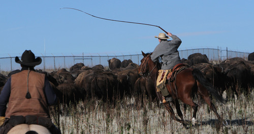 Francisco Kjolseth  |  The Salt Lake Tribune
A rider keeps the line moving as they near the corrals on Antelope Island for the 26th annual bison roundup on Friday, October 26, 2012.