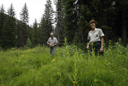 Francisco Kjolseth  |  The Salt Lake Tribune
Wayne Padgett, a forest ecologist with the BLM, and Carol Majeske, recreation staff officer for the Uinta-Wasatch-Cache National Forest, overlook the Spruces Campground in Big Cottonwood Canyon. Both have researched the history of the popular camping area, which opened as a nursery in 1905 with 3 million tree starts to reforest the area.