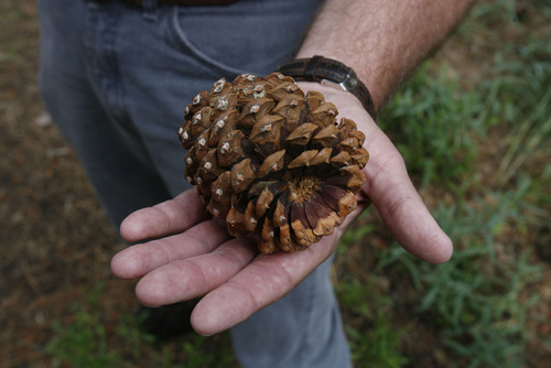 Francisco Kjolseth  |  The Salt Lake Tribune
A large pine cone belonging to a ponderosa pine is held by Wayne Padgett, a forest ecologist who has dated many of the trees in the Spruces campground in Big Cottonwood Canyon.
