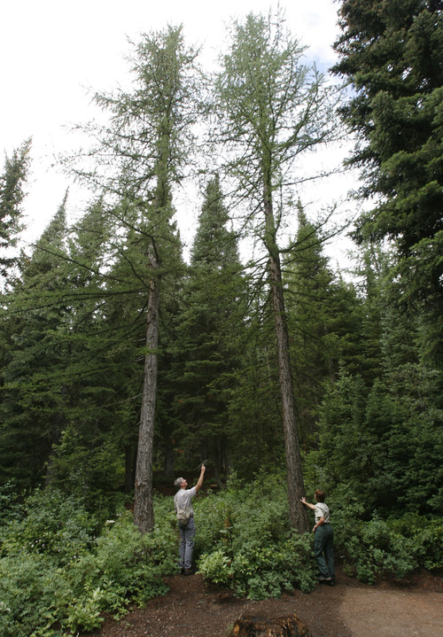 Francisco Kjolseth  |  The Salt Lake Tribune
Wayne Padgett, a forest ecologist with the BLM, and Carol Majeske, recreation staff officer for the Uinta-Wasatch-Cache National Forest, spot a pair of larch trees at the Spruces in Big Cottonwood Canyon. Dating back more than 100 years, the trees were probably part of an experimental patch when the campground was a nursery in 1905.