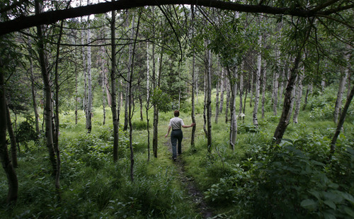 Francisco Kjolseth  |  The Salt Lake Tribune
Carol Majeske, recreation staff officer for the Uinta-Wasatch-Cache National Forest, has been researching the interesting history of the Spruces Campground. The area, now heavily wooded, was an open field that served as a tree nursery with millions of densely packed tree starts meant to reforest the surrounding land clear cut by miners and pioneers establishing the valley below.