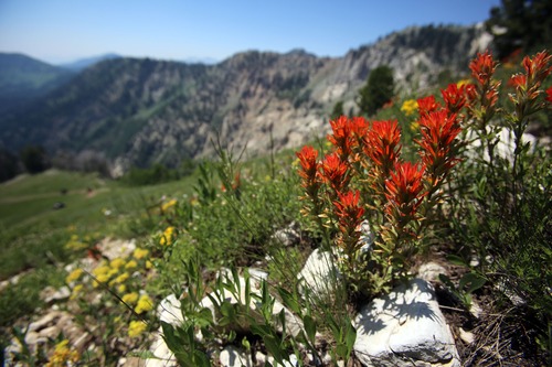 Francisco Kjolseth  |  The Salt Lake Tribune
Large patches of wildflowers take bloom along the slopes of Wasatch County near Sunset Peak.