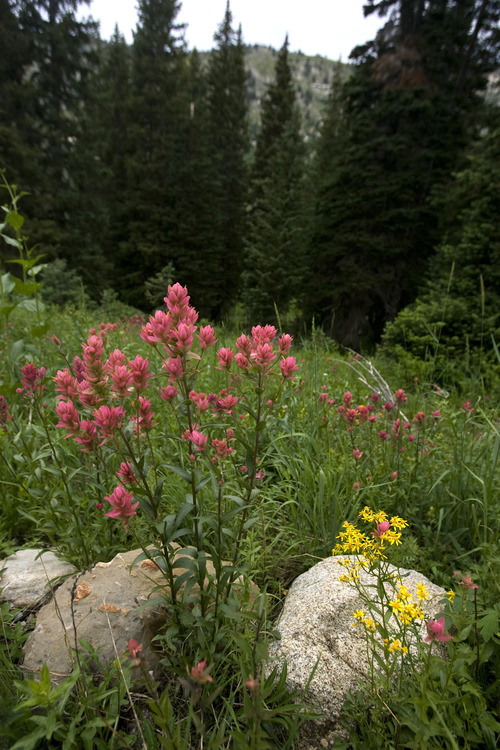 Rick Egan  | The Salt Lake Tribune 

Wildflowers in the Albion Basin, at Alta Ski Resort, Wednesday, July 17, 2013.