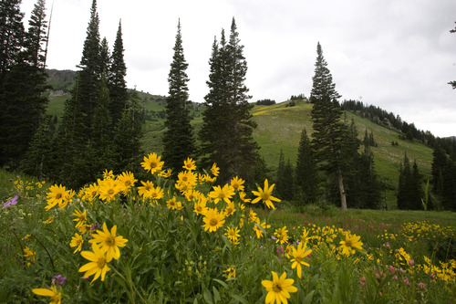 Rick Egan  | The Salt Lake Tribune 

Wildflowers in the Albion Basin, at Alta Ski Resort, Wednesday, July 17, 2013.