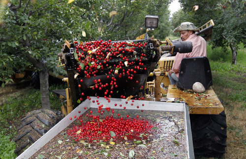 Al Hartmann  |  The Salt Lake Tribune
A worker at McMullin Orchards in Payson drives a "shaker" down a row of tart cherries. The shaker machine grabs hold of a tree and shakes the fruit off, collected and moved into a water bath holding tank. The orchard workers are working at top speed processing this season's tart cherry crop.