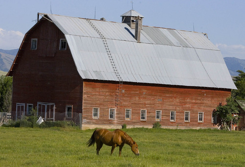 Paul Fraughton  |   Salt Lake Tribune
  A horse grazes in a field on a summer evening in Wellsville, Utah.                       
 Monday, June 17, 2013
