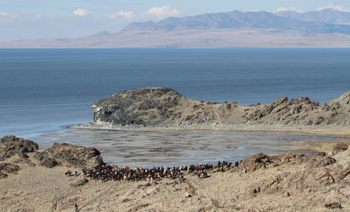 Francisco Kjolseth  |  The Salt Lake Tribune
Riders from near and far numbering 430 gather on the rocky west shores of Antelope Island as they move a herd of more than 500 bison for the 26th annual bison roundup on Friday, October 26, 2012.