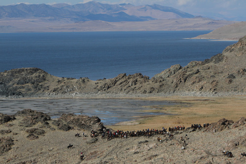 Francisco Kjolseth  |  The Salt Lake Tribune
Riders from near and far numbering 430 move a herd of more than 500 bison on Antelope Island during the 26th annual bison roundup on Friday, October 26, 2012.
