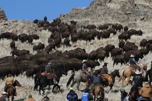 Francisco Kjolseth  |  The Salt Lake Tribune
Riders from near and far numbering 430 move a herd of more than 500 bison on Antelope Island during the 26th annual bison roundup on Friday, October 26, 2012.