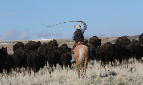 Francisco Kjolseth  |  The Salt Lake Tribune
Cracking the whip, 430 riders from near and far move a herd of more than 500 bison on Antelope Island during the 26th annual bison roundup on Friday, October 26, 2012.
