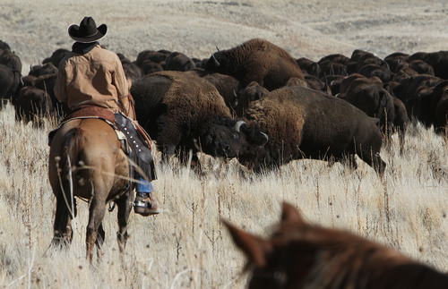 Francisco Kjolseth  |  The Salt Lake Tribune
Bison lock horns during the drive to the corrals as riders from near and far numbering 430 move a herd of more than 500 bison on Antelope Island during the 26th annual bison roundup on Friday, October 26, 2012.
