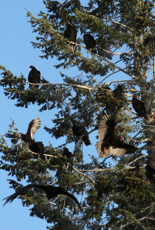 Francisco Kjolseth  |  The Salt Lake Tribune
Dozens of turkey vultures crowd into a tree along the shores of the B section on the Green River, from Little Hole to Indian Crossing.