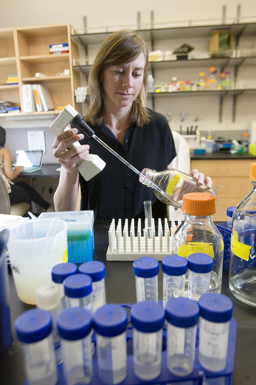 Paul Fraughton  |  The Salt Lake Tribune
Megan Williams, assistant professor of neurobiology and anatomy at the University of Utah, works in a lab at The Maxwell Wintrobe Research Building.                           
 Tuesday, July 16, 2013
