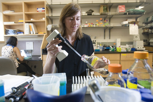 Paul Fraughton  |   The Salt Lake Tribune
Megan Williams, assistant professor of neurobiology and anatomy at the University of Utah, works in a lab at The Maxwell Wintrobe Research Building.                           
 Tuesday, July 16, 2013