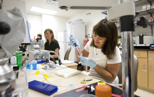 Paul Fraughton  |   The Salt Lake Tribune
Megan Williams, assistant professor of neurobiology and anatomy at the University of Utah, left, and lab specialist Jennifer Hunter, work in a lab at The Maxwell Wintrobe Research Building.                           
 Tuesday, July 16, 2013