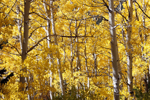 Francisco Kjolseth  |  The Salt Lake Tribune
Aspen trees burst into color near Guardsmans Pass as the fall transformation begins to take shape on Thursday, September 29, 2011.