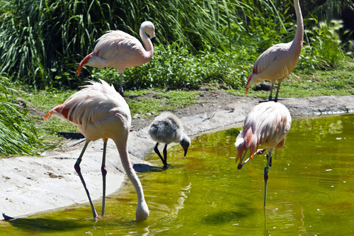Chris Detrick  |  The Salt Lake Tribune
A baby flamingo and adult flamingos at Tracy Aviary in Liberty Park Wednesday August 14, 2013.