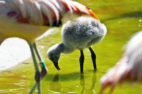 Chris Detrick  |  The Salt Lake Tribune
A baby flamingo and adult flamingos at Tracy Aviary in Liberty Park Wednesday August 14, 2013.