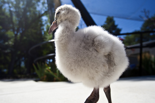 Chris Detrick  |  The Salt Lake Tribune
A 3-month-old baby flamingo walks around at Tracy Aviary in Liberty Park Wednesday August 14, 2013.