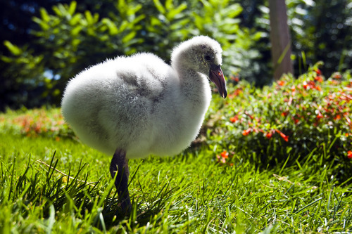 Chris Detrick  |  The Salt Lake Tribune
A 3-month-old baby flamingo walks around at Tracy Aviary in Liberty Park Wednesday August 14, 2013.