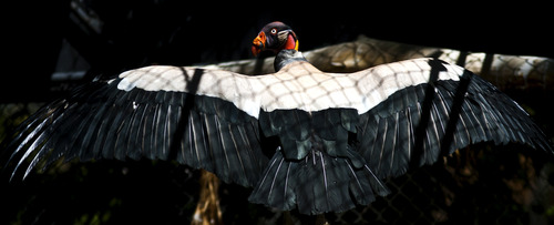 Chris Detrick  |  The Salt Lake Tribune
An adult King Vulture at Tracy Aviary in Liberty Park Wednesday August 14, 2013.