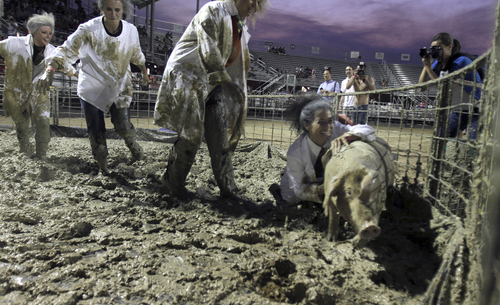 Keith Johnson | The Salt Lake Tribune

Team "Albert Einswine" members Rachel Sandberg, Kristin Hall, Kerri Basham and Whitney Anderson  try to tackle a pig and put it in a barrel in the fastest time during the Utah County Fair pig wrestling competition at the Spanish Fork Fairgrounds August 14, 2013. The Utah County Fair runs through Saturday.