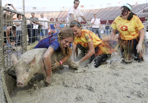 Keith Johnson | The Salt Lake Tribune

The "Dirty Devils," Springville High FFA members, left to right, Lacey Hjorth, Andalyn Hall, Taelor Craudell and Katelynn Axford, not pictured, try to tackle a pig and put it in a barrel in the fastest time during the Utah County Fair pig wrestling competition at the Spanish Fork Fairgrounds August 14, 2013. The Utah County Fair runs through Saturday.