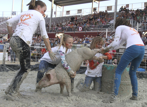 Keith Johnson | The Salt Lake Tribune

"Caleb's Super Squad" members Josie Miller, Aspen Ruiz, Kaitlyn Olsen and Brylie Laforett try to put a pig in a barrel in the fastest time during the Utah County Fair pig wrestling competition at the Spanish Fork Fairgrounds August 14, 2013. The Utah County Fair runs through Saturday.