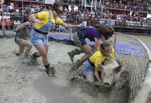 Keith Johnson | The Salt Lake Tribune

Team "Slaughtermelons" members Sharon Steinke, Sydney Lunceford, Rachael Fullmer and Emmy Michaelis try to tackle a pig and put it in a barrel in the fastest time during the Utah County Fair pig wrestling competition at the Spanish Fork Fairgrounds August 14, 2013. The Utah County Fair runs through Saturday.