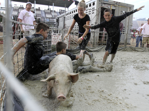 Keith Johnson | The Salt Lake Tribune

Team "Bacon-ators" members Radi Stafford, Eli Stafford, Tai Nui White and Mia Legas try to tackle a pig and put it in a barrel in the fastest time during the Utah County Fair pig wrestling competition at the Spanish Fork Fairgrounds August 14, 2013. The Utah County Fair runs through Saturday.