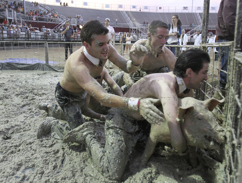 Keith Johnson | The Salt Lake Tribune

Team "Pig 'N Dales" members Jason, Jacob, Justin and Kyle Rawle try to tackle a pig and put it in a barrel in the fastest time during the Utah County Fair pig wrestling competition at the Spanish Fork Fairgrounds August 14, 2013. The Utah County Fair runs through Saturday.