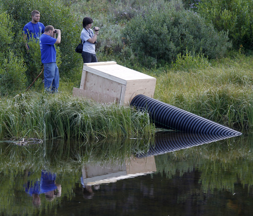 Al Hartmann  |  The Salt Lake Tribune
One of three starter lodges that the five Willard Bay beavers were placed into before entering their new pond home in the Uinta Mountains Tuesday August 13.