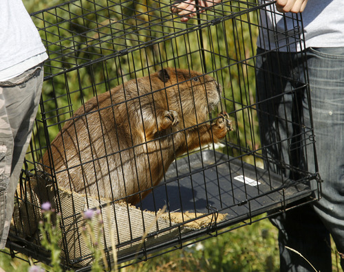 Al Hartmann  |  The Salt Lake Tribune
Volunteers from the Wildlife Rehabilitation Center of Northern Utah carry one of five Willard Bay Beavers brought back to health to its new home in the Uinta Mountains Tuesday August 13.