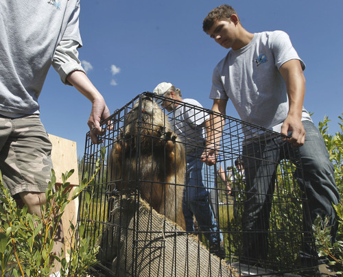 Al Hartmann  |  The Salt Lake Tribune
Volunteers from the Wildlife Rehabilitation Center of Northern Utah carry one of five Willard Bay Beavers brought back to health to its new home in the Uinta Mountains Tuesday August 13.  They were transferred from their metal cages into a temporary starter lodge where they soon began to explore the surrounding pond.