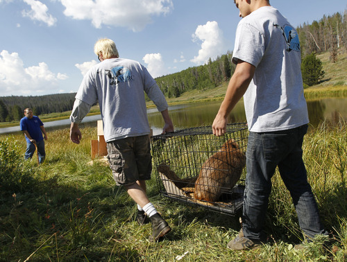 Al Hartmann  |  The Salt Lake Tribune
Volunteers from the Wildlife Rehabilitation Center of Northern Utah carry one of five Willard Bay Beavers brought back to health to its new home in the Uinta Mountains Tuesday August 13.
