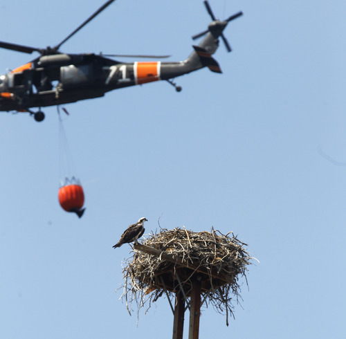 Al Hartmann  |  The Salt Lake Tribune
Osprey perches on it's nest just of SR 32 on the edge of the burned zone from the Rockport fire as helicopter passes by on its way to drop water on a hot spot.