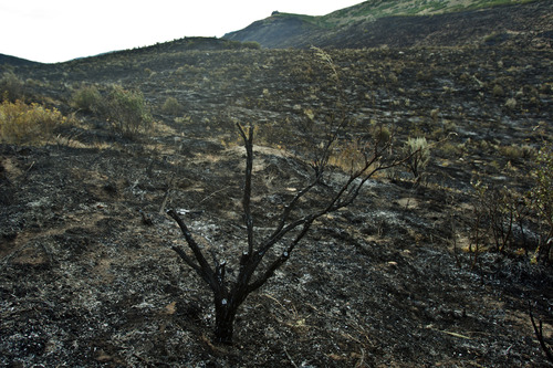 Chris Detrick  |  The Salt Lake Tribune
Burned scrub oak and charred mountainside from the Rockport 5 Fire Friday August 16, 2013.