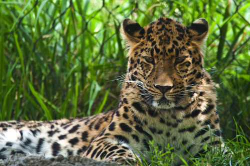 Chris Detrick  |  The Salt Lake Tribune
Dimitri, a 14-month-old Amur leopard, at Utah's Hogle Zoo Tuesday August 20, 2013.