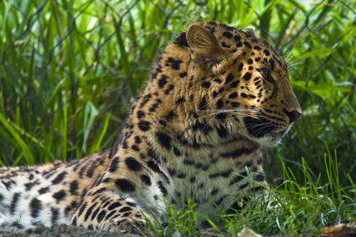Chris Detrick  |  The Salt Lake Tribune
Dimitri, a 14-month-old Amur leopard, at Utah's Hogle Zoo Tuesday August 20, 2013.