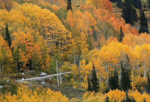Steve Griffin | The Salt Lake Tribune

Trees glow with color as rain falls in Albion Basin near Alta Monday September 24, 2012.